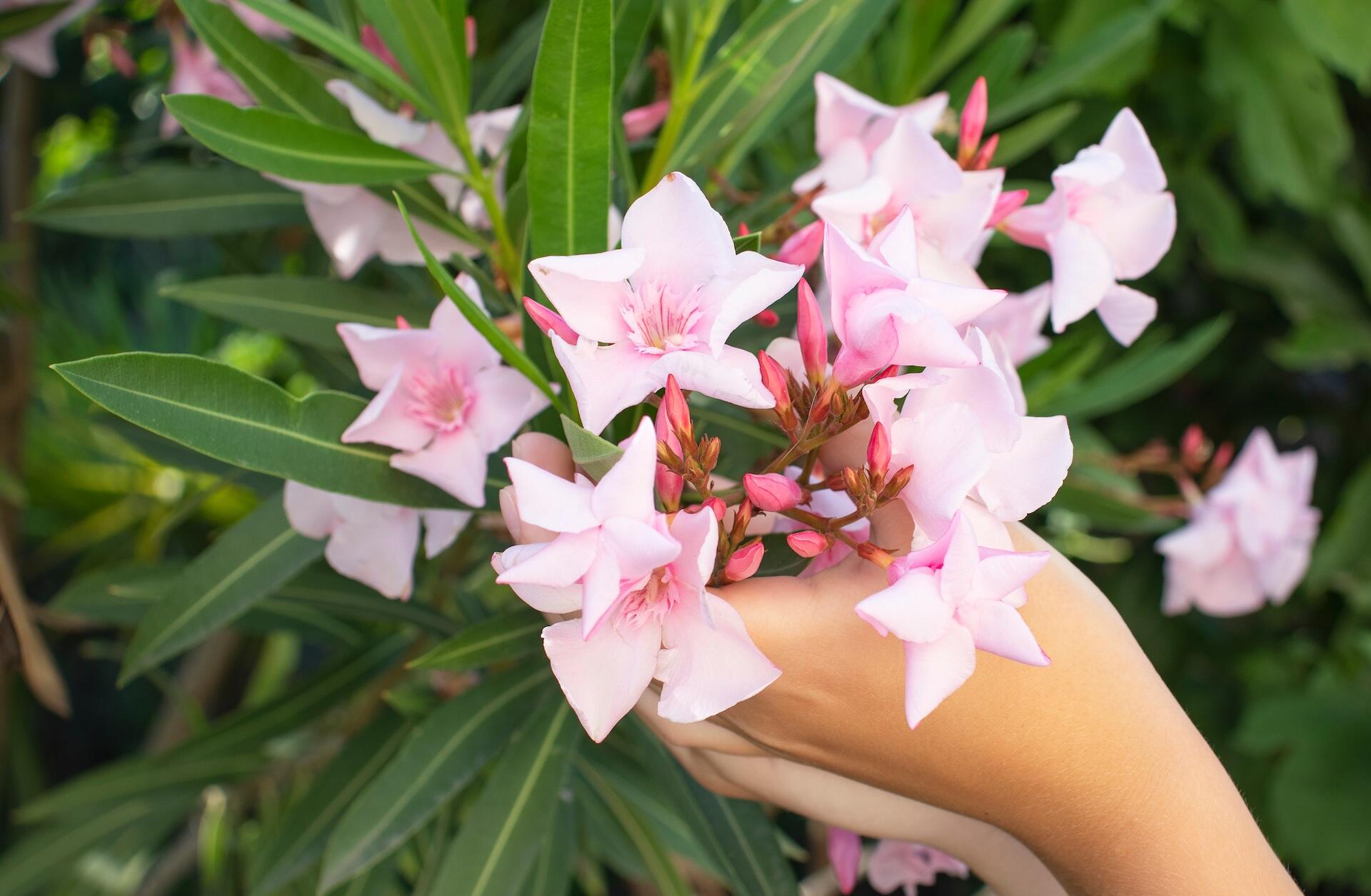 Oleander – choroby, rozpoznanie i leczenie. Kompleksowy przewodnik